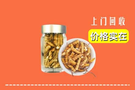 哈密伊州区回收散虫草